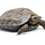 Manouria emys phayrei juvénile 8 cm — tortue brune de Birmanie