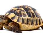 Tortue Hermann boettgeri femelle 15-17 cm — Testudo hermanni boettgeri