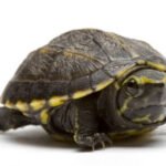 Kinosternon baurii bébé — tortue musquée de Floride juvénile