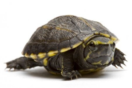 imgdownloader-45515f1a Kinosternon baurii bébé — tortue musquée de Floride juvénile – Image 1