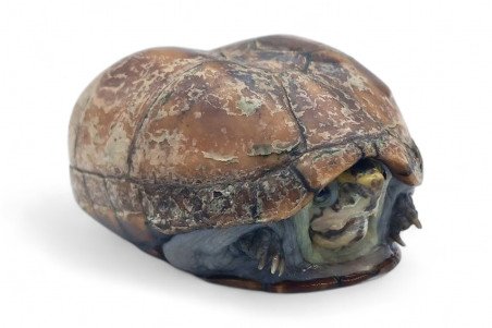 imgdownloader-4ef07a42 Kinosternon baurii femelle adulte — tortue musquée de Floride – Image 1