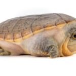 Claudius angustatus juvénile 5-6 cm — tortue à museau étroit (non contractuel)