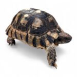 Tortue marginée femelle adulte — Testudo marginata