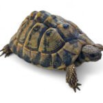 Tortue Hermann femelle souche Corse 15-17 cm — Testudo hermanni hermanni