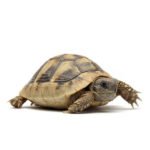 Tortue Hermann boettgeri 9-10 cm — Testudo hermanni boettgeri (juvénile)
