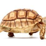 Centrochelys sulcata 5-6 cm — tortue sillonnée juvénile (Geochelone sulcata)