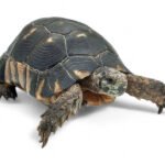 Tortue marginée mâle adulte — Testudo marginata