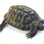 Tortue Hermann mâle adulte — Testudo hermanni hermanni