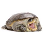 Claudius angustatus adulte mâle 10-12 cm — tortue à museau étroit