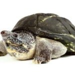 Staurotypus triporcatus subadulte femelle — tortue de boue géante du Mexique